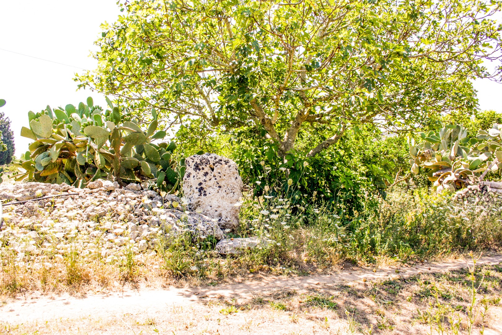 Menhir Pietragrossa_4